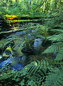 Valley bottom wetland in summer in the Vosges du Nord, Vosges du Nord Regional Nature Park, France