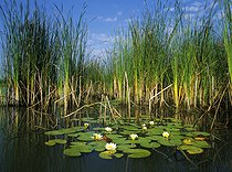 White water lilies (Nymphaea alba) on a pond, Parc naturel régional de Lorraine, France