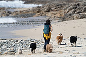 Stroller with 5 dogs defying the beach ban on dogs during gravelot nesting, Brittany, France