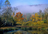 Peat bog in autumn in the Vosges du Nord, Vosges du Nord Regional Nature Park, France