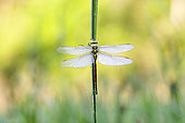 Southern migrant hawker (Aeshna affinis), Dragonfly perched on a stem waiting to warm up before taking flight, Loir et Cher, France