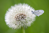 Wood white (Leptidea sinapis) White butterfly waiting to warm up before taking flight, Loir et Cher, France