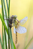 Darter (Sympetrum sp), dragonfly perched on a stem waiting to warm up before taking flight, Loir et Cher, France