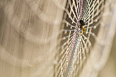 Cricket-bat orbweaver (Mangora acalypha) spider backlit on its web, Prairies du Fouzon, France