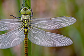 Southern migrant hawker (Aeshna affinis) dragonfly perched on a stem waiting to warm up before taking flight, Loir et Cher, France