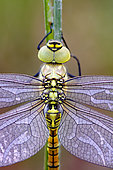 Southern migrant hawker (Aeshna affinis) dragonfly perched on a stem waiting to warm up before taking flight, Loir et Cher, France