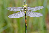 Southern migrant hawker (Aeshna affinis) dragonfly perched on a stem waiting to warm up before taking flight, Loir et Cher, France