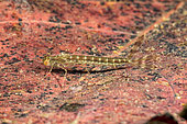 Damselfly larva (Zygoptera sp) at the bottom of a pond, city of Couffy, Loir et Cher, France