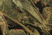 Red swanp crayfish (Procambarus clarkii) in a pond, city of Couffy, France