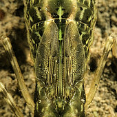 Young Dragonfly larva (Odonata sp) in a pond, City of Couffy, Loir et Cher, France