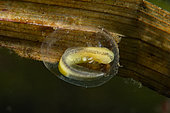 Palmate newt (Lissotriton helveticus) egg protected by a leaf, city of Couffy, Loir et Cher, France