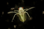 Water boatman (Corixa sp) nymph in a pond, Loir et Cher, France