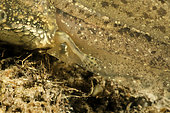 Hind leg of a Grass frog tadpole (Rana dalmatina) in a pond, Couffy city, Loir-et-Cher, France