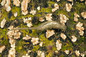 Dronefly (Eristalis sp) larva in a pond, Couffy, Loir et Cher, France