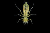 Dragonfly larva (Odonata sp) in a pond just after moulting, city of Couffy, Loir et Cher, France