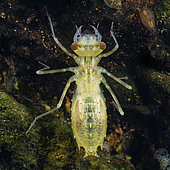 Dragonfly larva (Odonata sp) in a pond just after moulting, city of Couffy, Loir et Cher, France