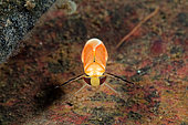 Water boatman (Corixidae sp) in a pond, Couffy, Loir et Cher, France