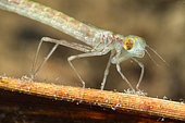 Damselfly larva (Zygoptera sp) in a pond just after moult, city of Couffy, Loir et Cher, France