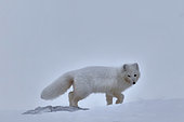 Arctic fox (Vulpes lagopus) in the snow, Cape Brewster, ScoresbySund, Greenland