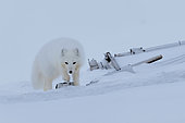 Arctic fox (Vulpes lagopus) in the snow, Cape Brewster, ScoresbySund, Greenland