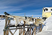 Polar bear skins drying in the village of Ittoqqotoormiit, Northeast Greenland