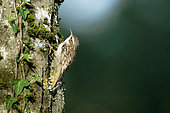 Garden Creeper (Certhia brachydactyla) on a tree trunk. near Cosne sur Loire, Burgundy, France