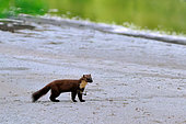Pine marten (Martes martes) exploring a secondary branch of the Loire in the Loire Valley Nature Reserve, France