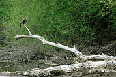 Buzzard (Buteo buteo) stalking a dead tree in a branch of the Loire, France