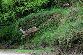 Female European roe deer (Capreolus capreolus) emerging from the Loire forest to reach a dry branch of the Loire, Loire Valley, France