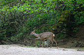 Female European roe deer (Capreolus capreolus) in a branch of the Loire, Loire Valley Nature Reserve, near Pouilly, France