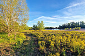 Landscape of the Loire Valley Nature Reserve, Pouilly region, Nièvre, France