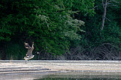 Bernache du Canada (Branta canadensis) prenant son envol sur une plage de la Loire vers Cosne, Nièvre, France