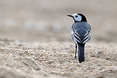 Pied Wagtail (Motacilla alba), adult male in breeding plumage on a bank of the Loire near Cosne, Nièvre, France