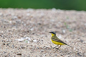 Ashy-headed Wagtail (Motacilla flava) adult in breeding plumage on a sandy bank of the Loire near Cosne, Nièvre, France