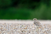 Stone curlew (Burhinus oedicnemus) on a bank of the Loire, Loire Valley, France