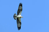 Osprey (Pandion haliaetus) in flight over the Loire Valley Nature Reserve, France