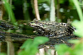 European green frog (Pelophylax lk.esculentus) on a willow stump on a branch of the Loire, Loire Valley, France