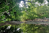 Loire forest, secondary branch of the Loire, where water and forest intermingle, Loire Valley, France