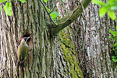 Green Woodpecker (Picus viridis) female near her lodge in Burgundy, France