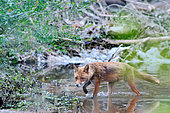 Red fox (Vulpes Vulpes) walking in the water, Loire Valley Nature Reserve, France