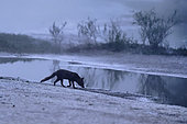 Red fox (Vulpes vulpes) scenting a track in a side branch of the Loire near Pouilly, Nièvre, France