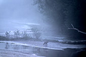 Red fox (Vulpes vulpes) in the morning mist. Branch of the Loire towards Pouilly, Nièvre, France