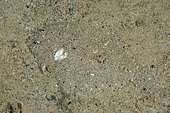 Largescale Dwarf Flounder (Engyprosopon macrolepis), camouflaged on sand, night dive, Dili Rock East dive site, Dili, East Timor
