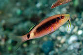 Juvenile Longbarbel Goatfish (Parupeneus macronemus), Sidem dive site, Tulamben, Karangasem, Bali, Indonesia