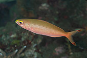 Banana Fusilier (Pterocaesio pisang), Bulakan dive site, Seraya, Karangasem, Bali, Indonesia