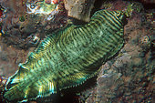 Banded Sole (Soleichthys heterorhinos), night dive, Nggatokas Island dive site, New Georgia, Solomon Islands