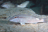 Rosy Goatfish (Parupeneus rubescens), Novices Bay, near Muscat, Oman, Arabian Peninsula