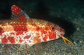 Freckled Goatfish (Upeneus tragula), Pulau Abadi dive site, Lembeh Straits, Sulawesi, Indonesia