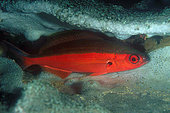 Bluestreak Fusilier (Pterocaesio tile), in night colours, night dive, Critter Circus dive site, Manado, Sulawesi, Indonesia