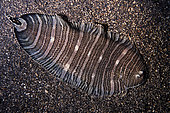 Zebra Sole (Zebrias zebra), night dive, Aer Perangi dive site, Lembeh Straits, Sulawesi, Indonesia